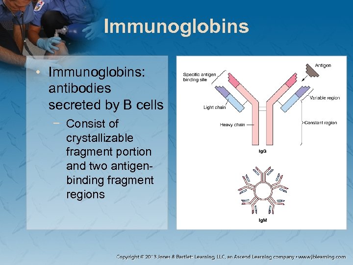 Immunoglobins • Immunoglobins: antibodies secreted by B cells − Consist of crystallizable fragment portion