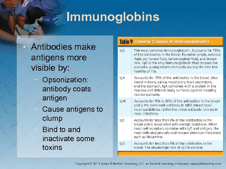 Immunoglobins • Antibodies make antigens more visible by: − Opsonization: antibody coats antigen −