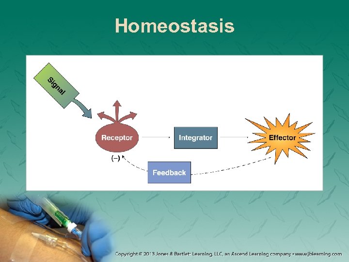 Homeostasis 