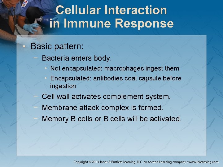 Cellular Interaction in Immune Response • Basic pattern: − Bacteria enters body. • Not