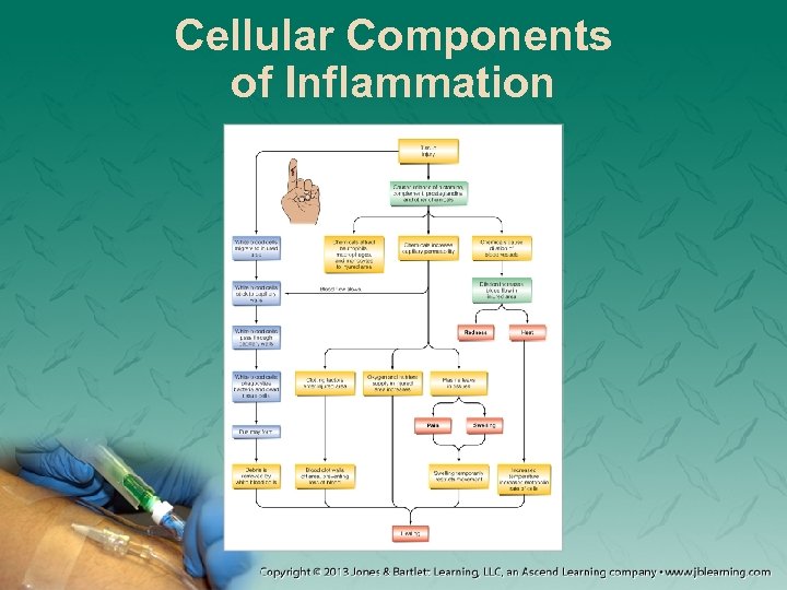 Cellular Components of Inflammation 