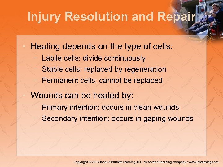 Injury Resolution and Repair • Healing depends on the type of cells: − Labile