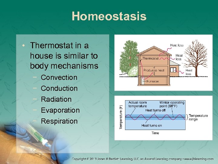 Homeostasis • Thermostat in a house is similar to body mechanisms − − −