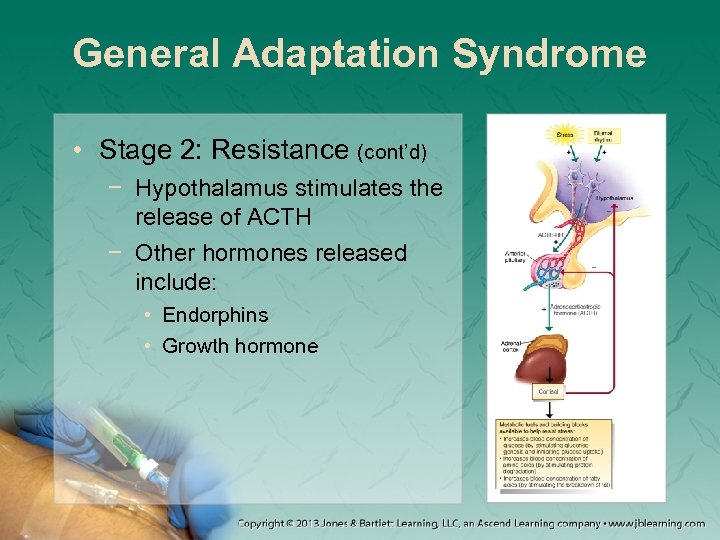 General Adaptation Syndrome • Stage 2: Resistance (cont’d) − Hypothalamus stimulates the release of