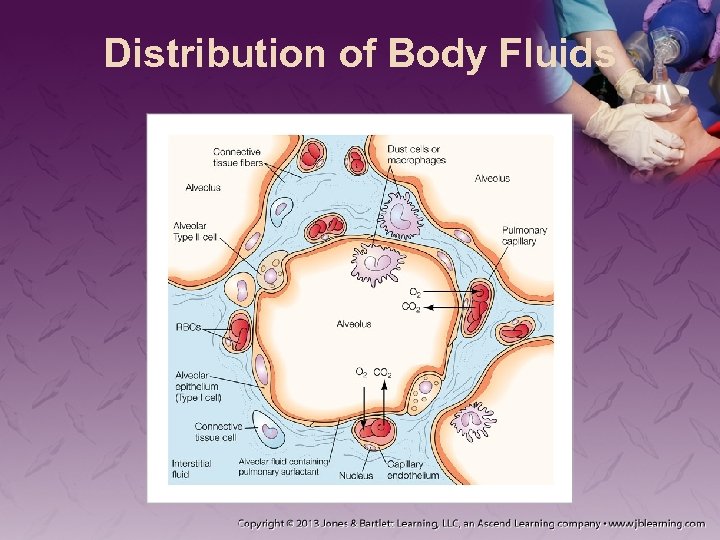 Distribution of Body Fluids 