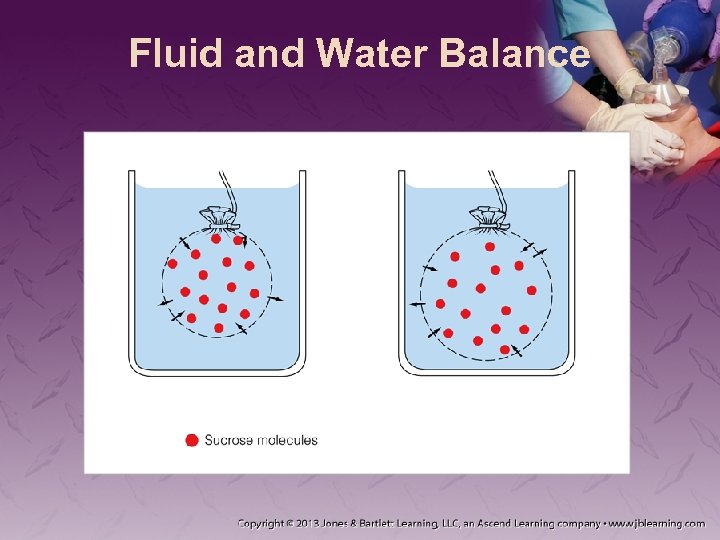 Fluid and Water Balance 