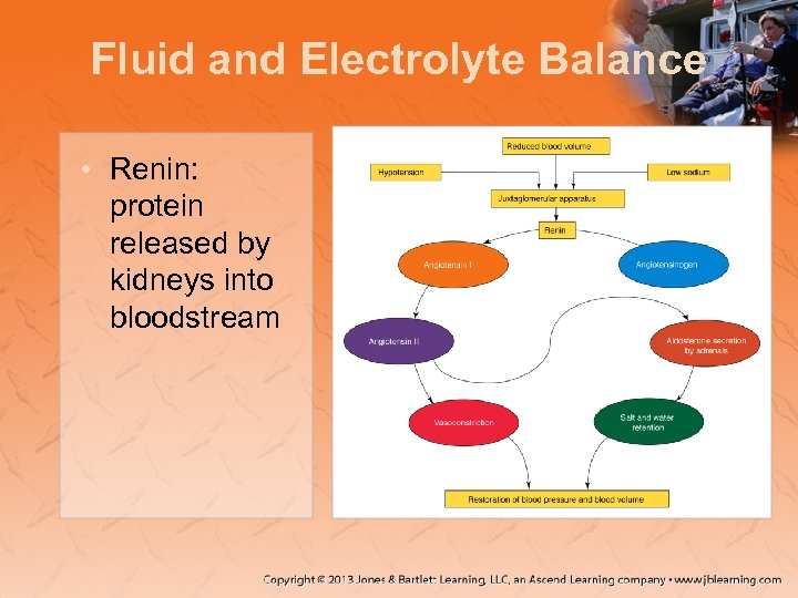 Fluid and Electrolyte Balance • Renin: protein released by kidneys into bloodstream 