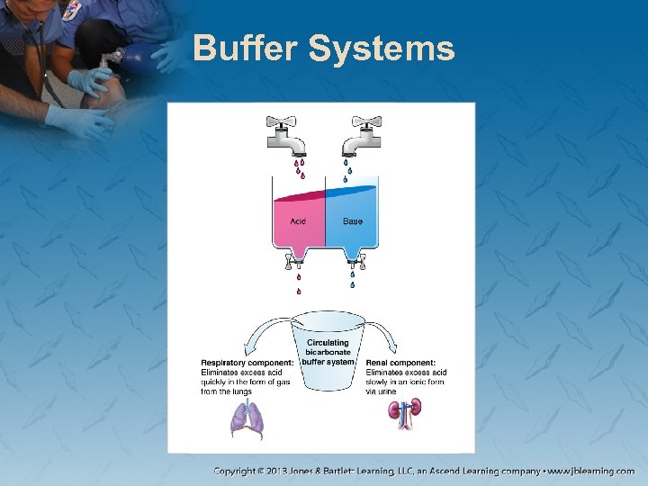 Buffer Systems 