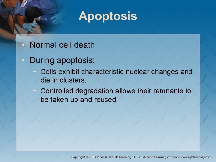 Apoptosis • Normal cell death • During apoptosis: − Cells exhibit characteristic nuclear changes