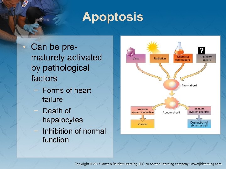 Apoptosis • Can be prematurely activated by pathological factors − Forms of heart failure