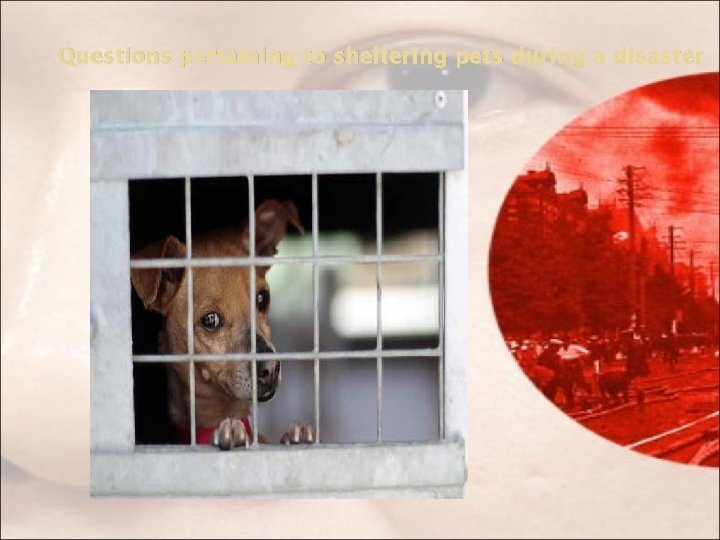 Questions pertaining to sheltering pets during a disaster 