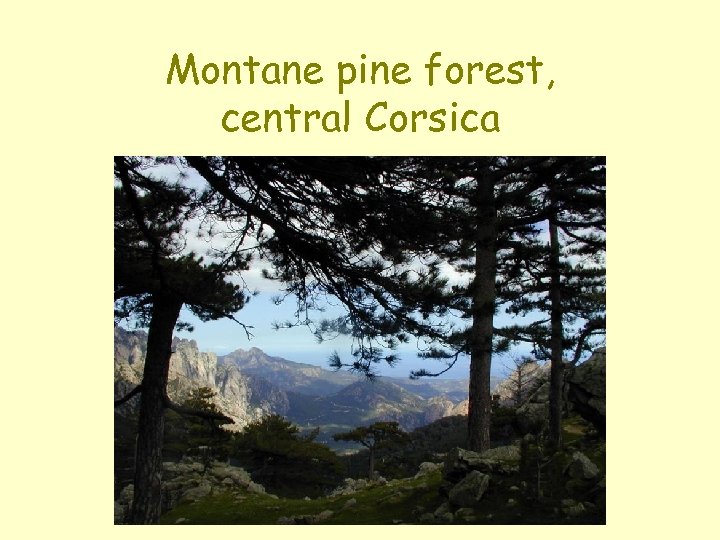 Montane pine forest, central Corsica 