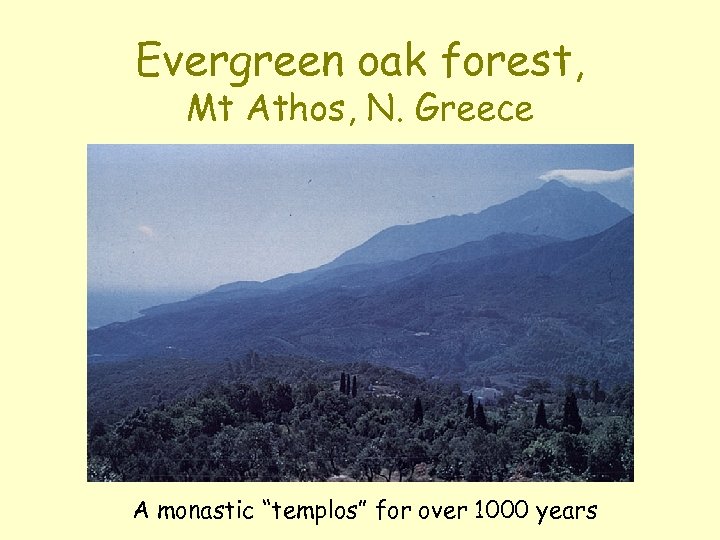 Evergreen oak forest, Mt Athos, N. Greece A monastic “templos” for over 1000 years