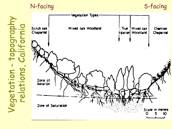 Vegetation - topography relations, California N-facing S-facing 