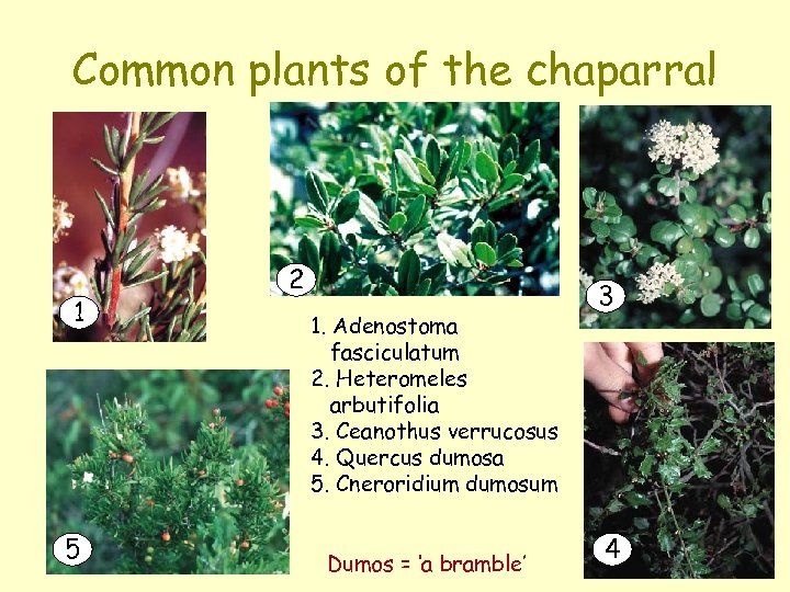 Common plants of the chaparral 1 5 2 1. Adenostoma fasciculatum 2. Heteromeles arbutifolia