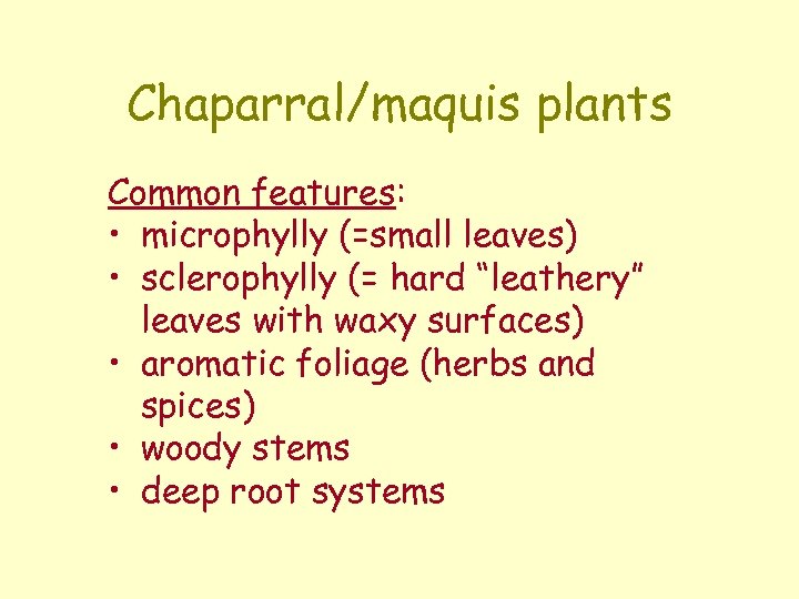 Chaparral/maquis plants Common features: • microphylly (=small leaves) • sclerophylly (= hard “leathery” leaves