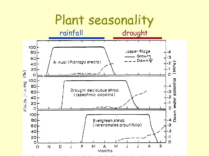 Plant seasonality rainfall drought 
