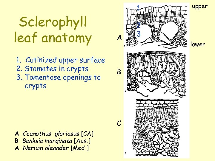 Sclerophyll leaf anatomy 1. Cutinized upper surface 2. Stomates in crypts 3. Tomentose openings