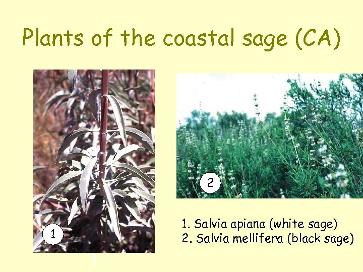 Plants of the coastal sage (CA) 2 1. Salvia apiana (white sage) 2. Salvia