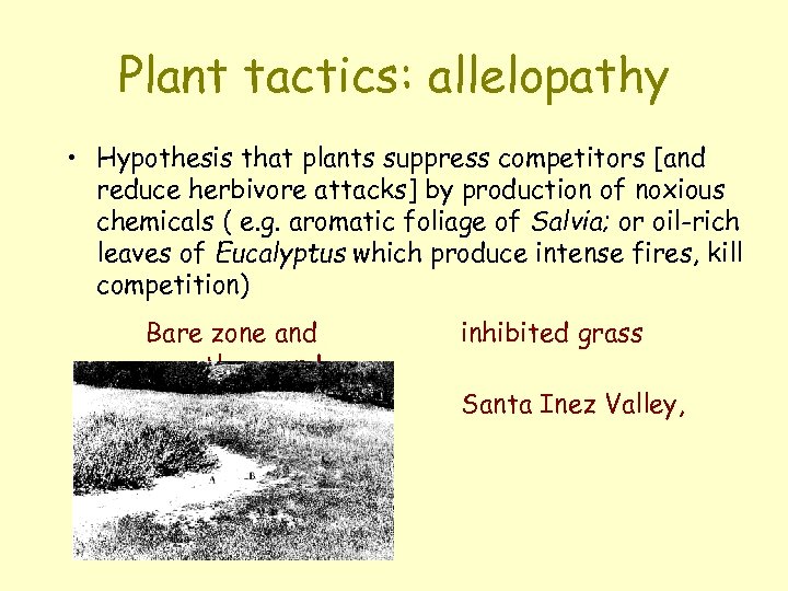 Plant tactics: allelopathy • Hypothesis that plants suppress competitors [and reduce herbivore attacks] by