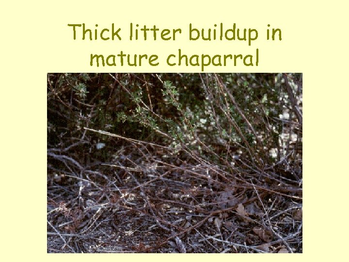 Thick litter buildup in mature chaparral 