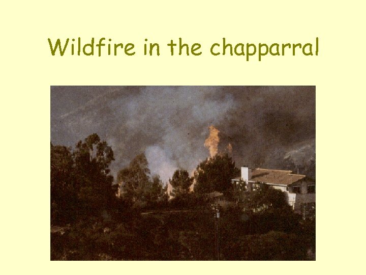 Wildfire in the chapparral 