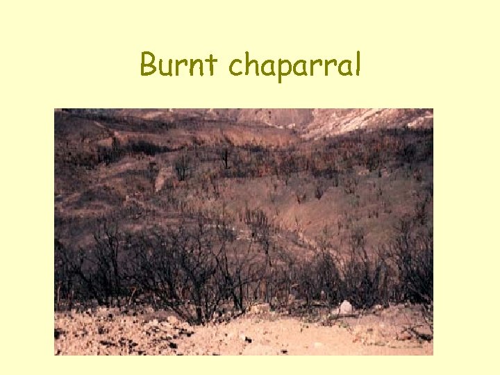 Burnt chaparral 