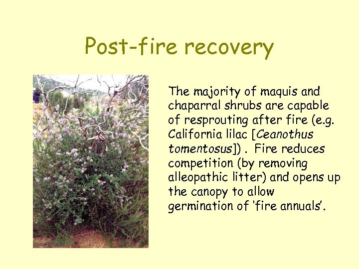 Post-fire recovery The majority of maquis and chaparral shrubs are capable of resprouting after