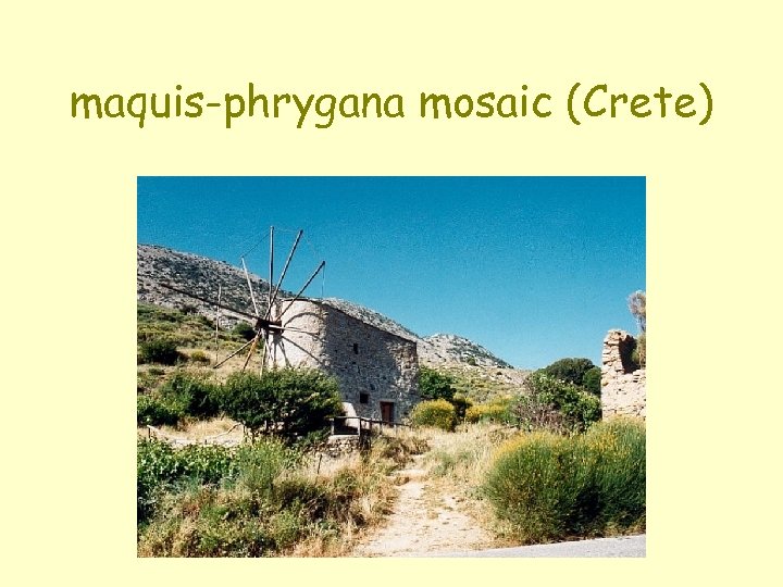 maquis-phrygana mosaic (Crete) 