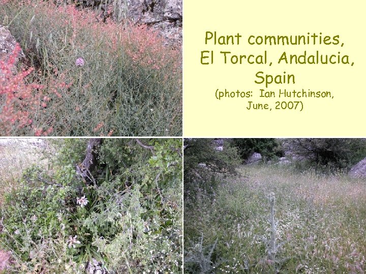 Plant communities, El Torcal, Andalucia, Spain (photos: Ian Hutchinson, June, 2007) 