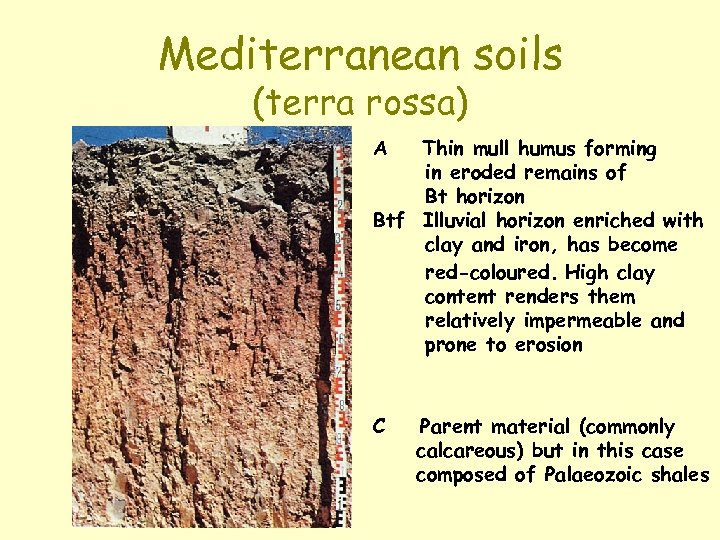 Mediterranean soils (terra rossa) A Thin mull humus forming in eroded remains of Bt