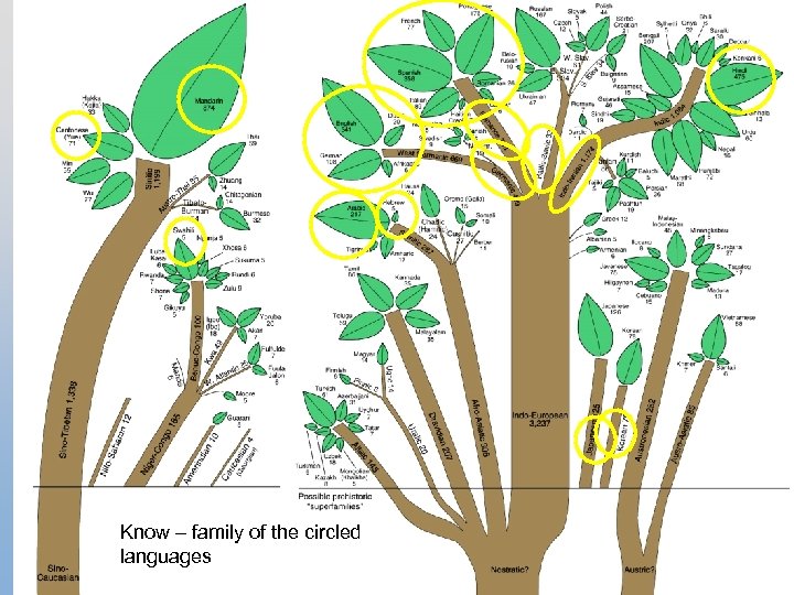 Know – family of the circled languages 