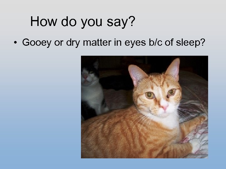 How do you say? • Gooey or dry matter in eyes b/c of sleep?
