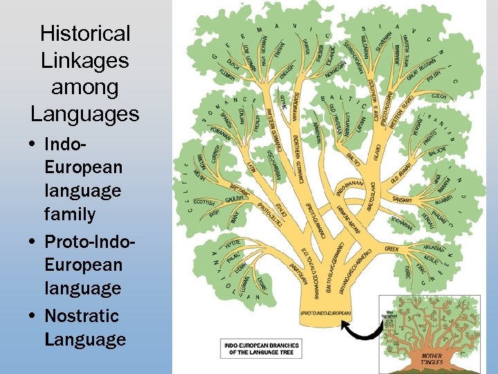 Historical Linkages among Languages • Indo. European language family • Proto-Indo. European language •
