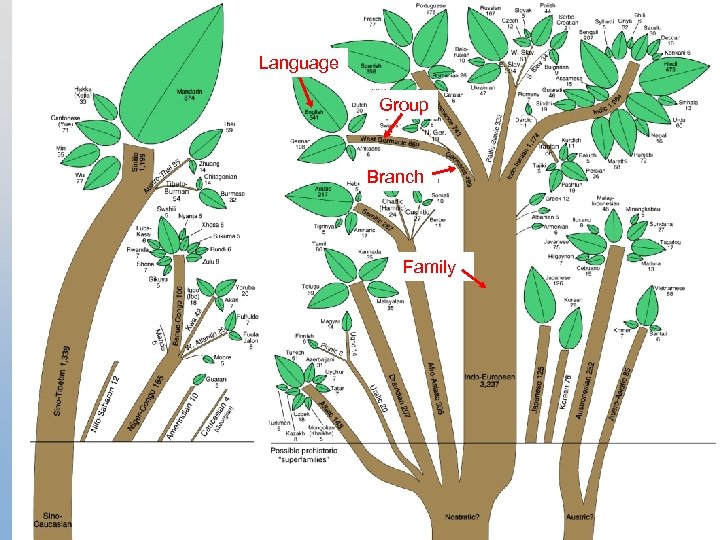 Language Group Branch Family 