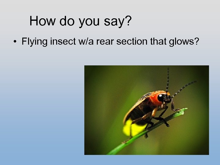 How do you say? • Flying insect w/a rear section that glows? 