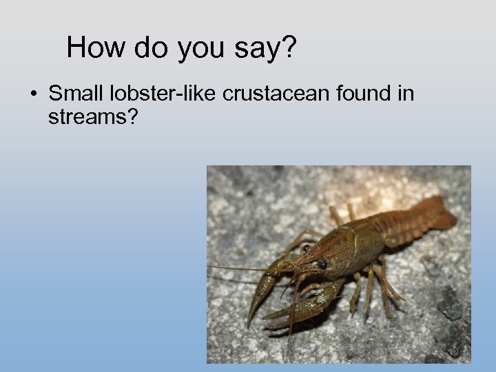 How do you say? • Small lobster-like crustacean found in streams? 