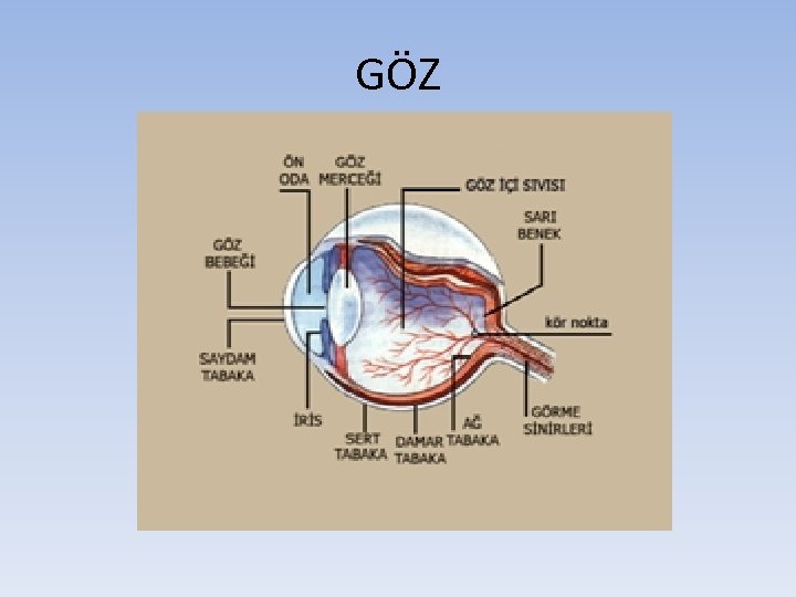 GÖZ 
