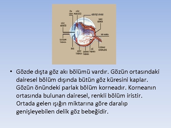  • Gözde dışta göz akı bölümü vardır. Gözün ortasındaki dairesel bölüm dışında bütün