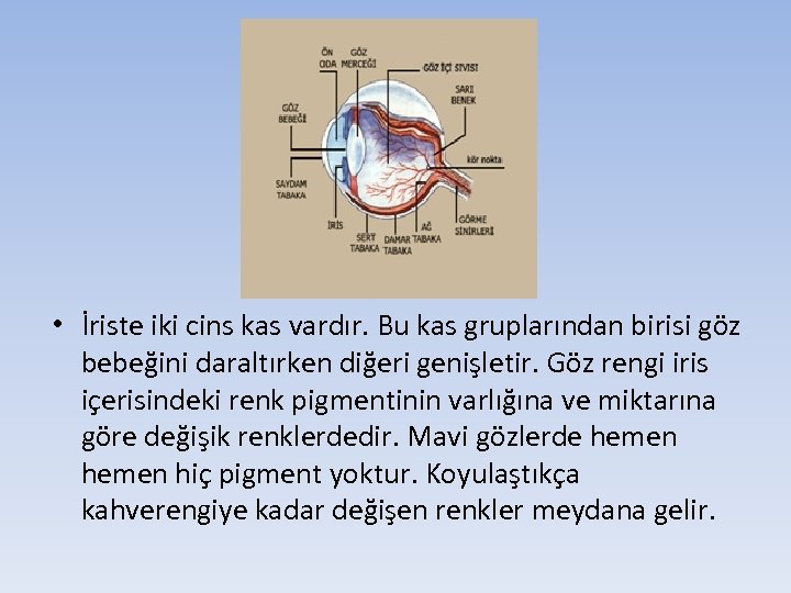  • İriste iki cins kas vardır. Bu kas gruplarından birisi göz bebeğini daraltırken