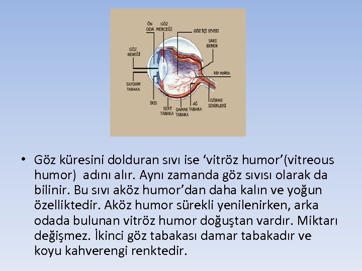  • Göz küresini dolduran sıvı ise ‘vitröz humor’(vitreous humor) adını alır. Aynı zamanda