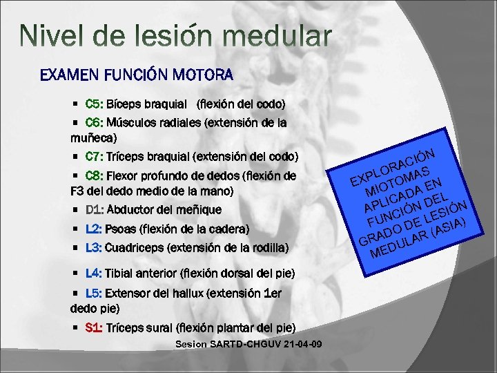 EXAMEN FUNCIÓN MOTORA C 5: Bíceps braquial (flexión del codo) C 6: Músculos radiales