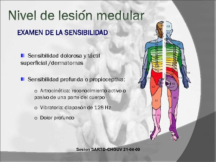 EXAMEN DE LA SENSIBILIDAD Sensibilidad dolorosa y táctil superficial /dermatomas Sensibilidad profunda o propioceptiva: