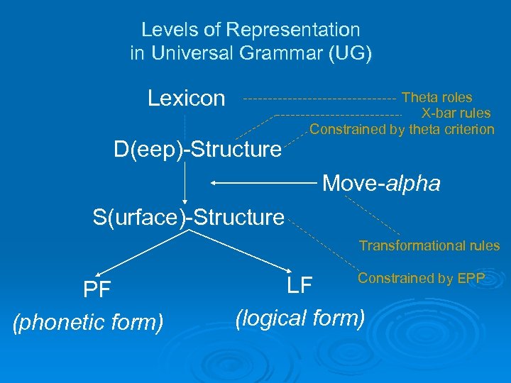 Levels of Representation in Universal Grammar (UG) Lexicon D(eep)-Structure Theta roles X-bar rules Constrained
