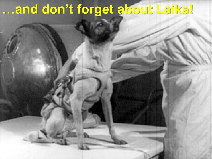 …and don’t forget about Laika! 