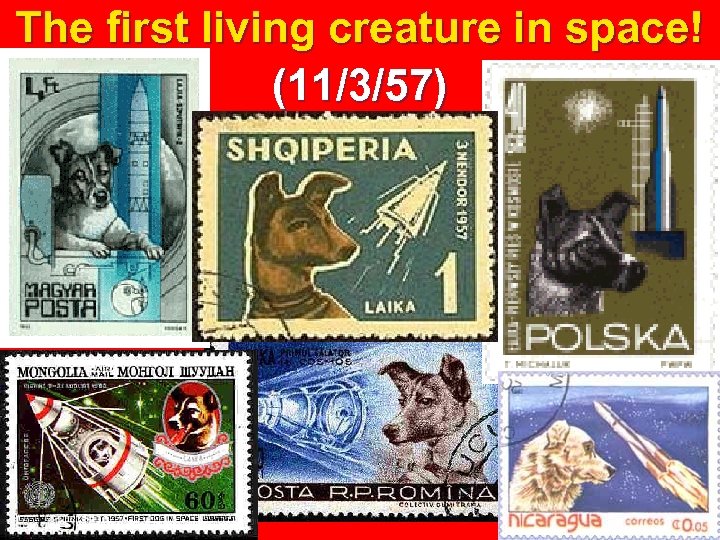 The first living creature in space! (11/3/57) 