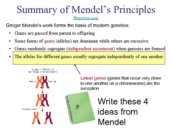 Summary of Mendel’s Principles Phenotype song Gregor Mendel’s work forms the basis of modern