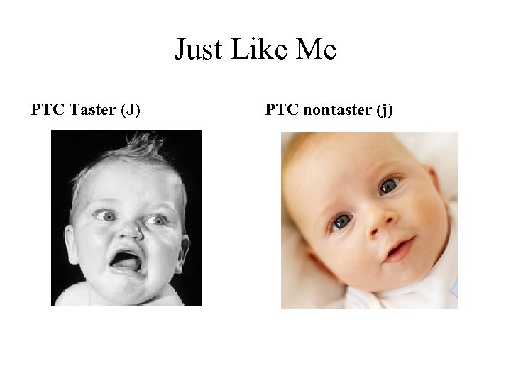 Just Like Me PTC Taster (J) PTC nontaster (j) 