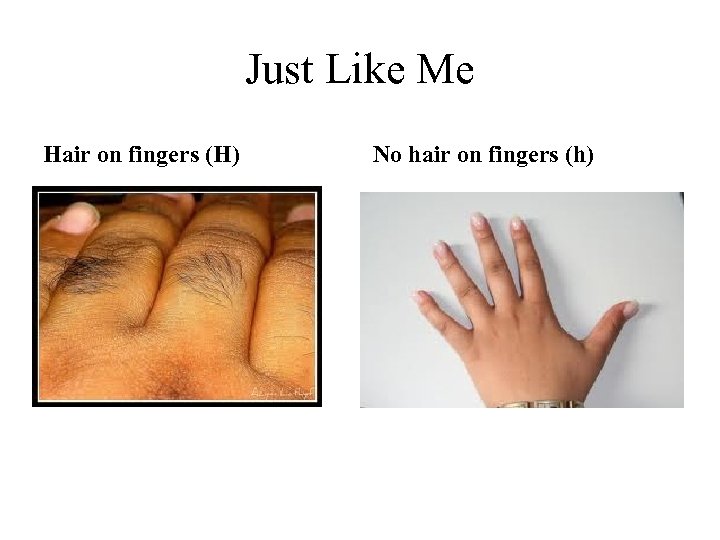 Just Like Me Hair on fingers (H) No hair on fingers (h) 