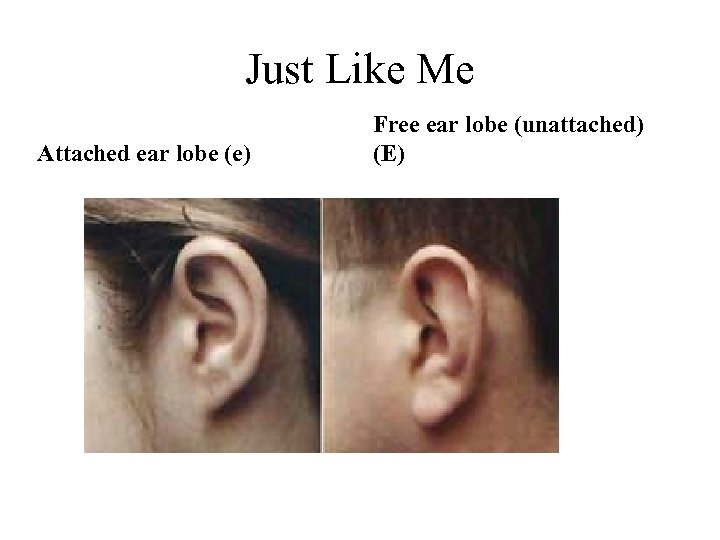 Just Like Me Attached ear lobe (e) Free ear lobe (unattached) (E) 